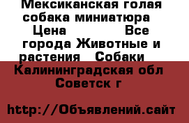 Мексиканская голая собака миниатюра › Цена ­ 53 000 - Все города Животные и растения » Собаки   . Калининградская обл.,Советск г.